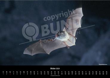 Fledermauskalender für 2023 - Oktober